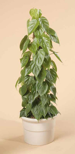 22. Philodendron Scandens